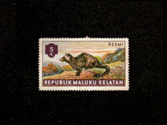 Paradoxus hermaphroditus